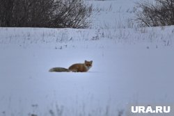 Жители Лимбияяхи предполагают, что лисам нечем питаться в лесу
