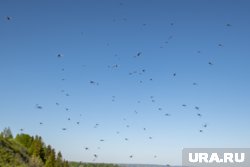 Вартовчан окружает рой мошек сразу после выхода из дома