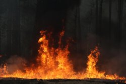 Во втором квартале в Курганской области зафиксировано всего 28 лесных пожаров