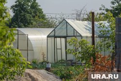 В октябре садоводам нужно подготовить теплицу и почву к зимовке