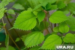 Из крапивы можно готовить вкусные паолезные салаты