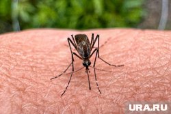 Причиной нашествия комаров стала необычно влажная весна
