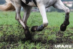 Одной из новинок фестиваля стало конное театральное представление