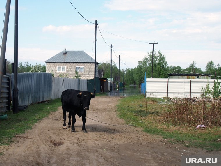 Машина столкнулась с быком на дороге