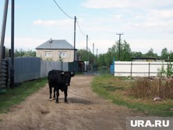 Машина столкнулась с быком на дороге