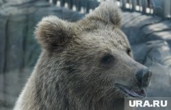 Медведя видел в центре Соликамска (архивное фото)