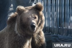 Медведь гуляет по кладбищу в Златоусте