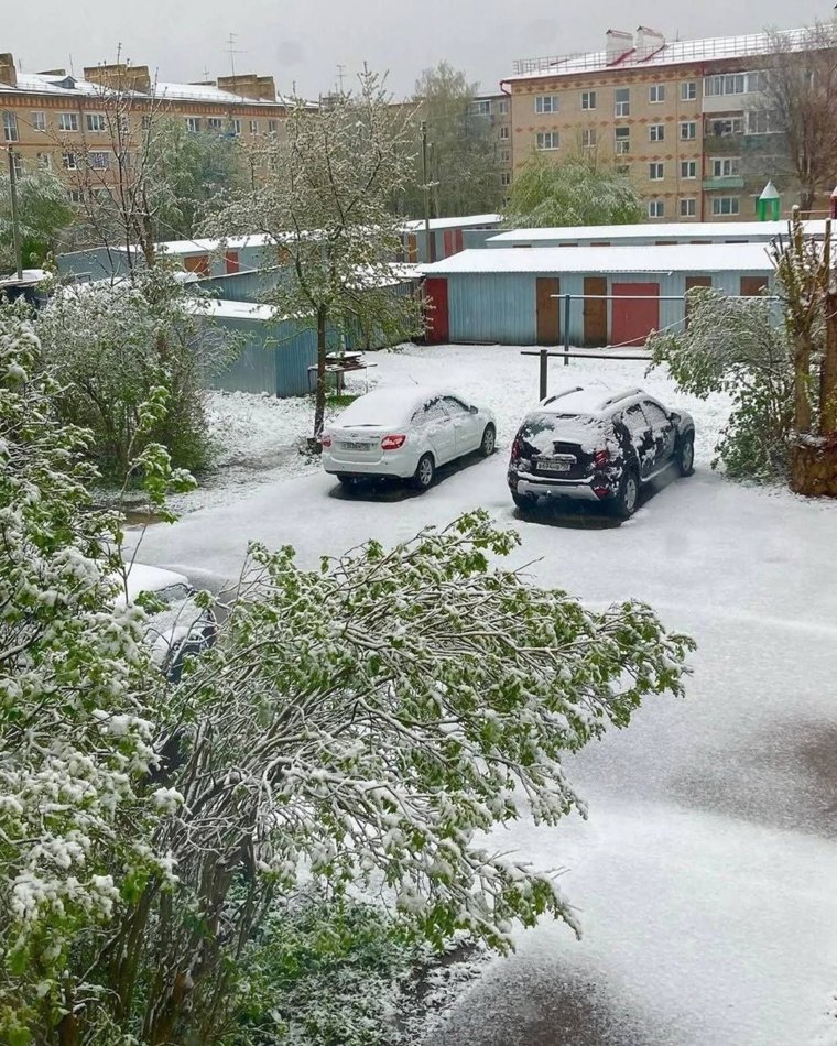В связи с большим количеством снега в Подмосковье падают деревья 