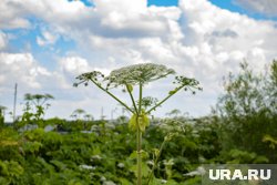 Бороться с борщевиком можно самостоятельно, соблюдая все правила безопасности