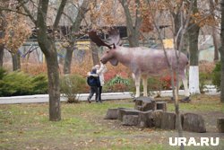 Куда убежало животное - неизвестно
