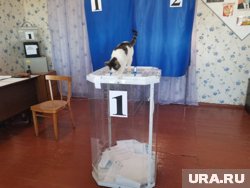 В здании библиотеки села Филиппово Половинского муниципального округа за ходом голосования следит кот Бантик. 