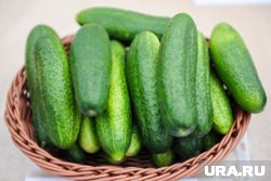 Испортившиеся замаринованные огурцы могут привести к опасным для жизни последствиям