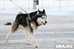 Мужчина стреляет по собакам, которые ходят на поводках