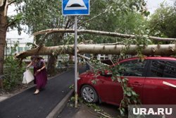 Дерево упало на улице Пушкина (архивное фото)