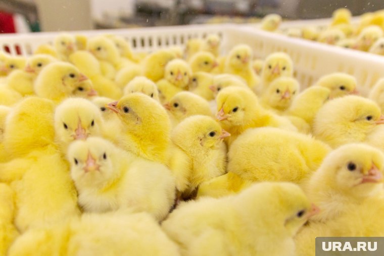 Международный сертификат качества пищевой продукции признают в 142 странах