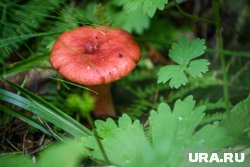 В лесу встречаются сыроежки с самым разным цветом шляпок