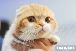 Одно из животных сильно повредило лапу (архивное фото)