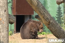 Инцидент с возрастным медведем произошел в день официального открытия нового зоопарка