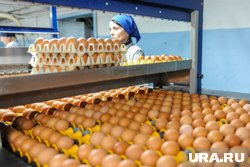 За годы существования Пышминской претензий к производителю яиц практически не было