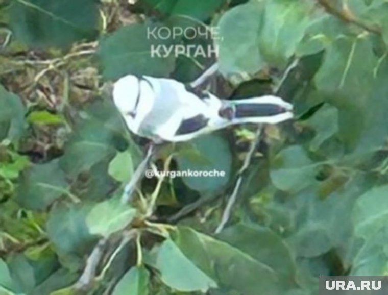 Белая лазоревка летала в Зайково