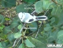 Белая лазоревка летала в Зайково