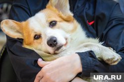 Усольцевы могли пропасть из-за старой собаки по кличке Лада