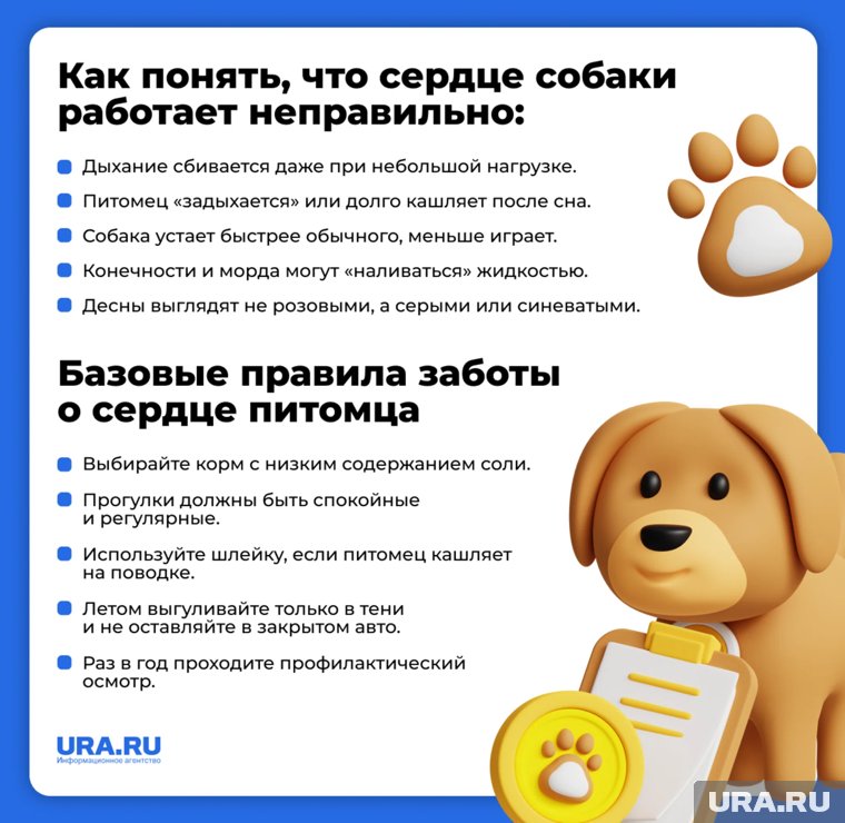 Нужно внимательно наблюдать за питомцем, чтобы вовремя выявить болезнь