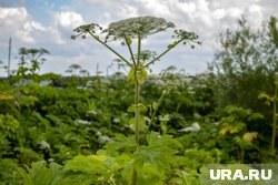Власти Пермском округа начинают борьбу с борщевиком Сосновского
