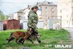 Даже премиальный корм для служебных собак оказался под запретом 