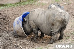 Дикий кабан учиняет беспорядки на дачах Ханты-Мансийска