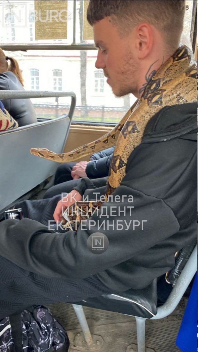 Питон в трамвае