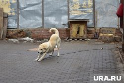 Собака укусила двух детей 