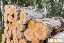 Полиция изъяла бензопилу и спиленные березы у курганца