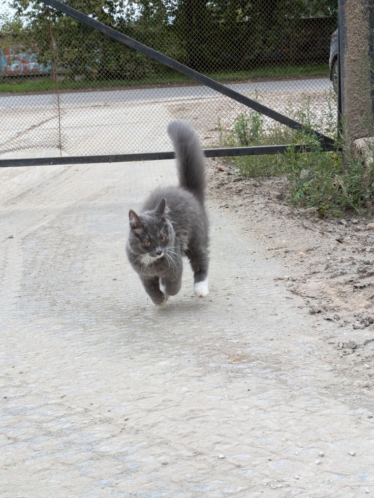 Котенок каждый день прибегает на стройку