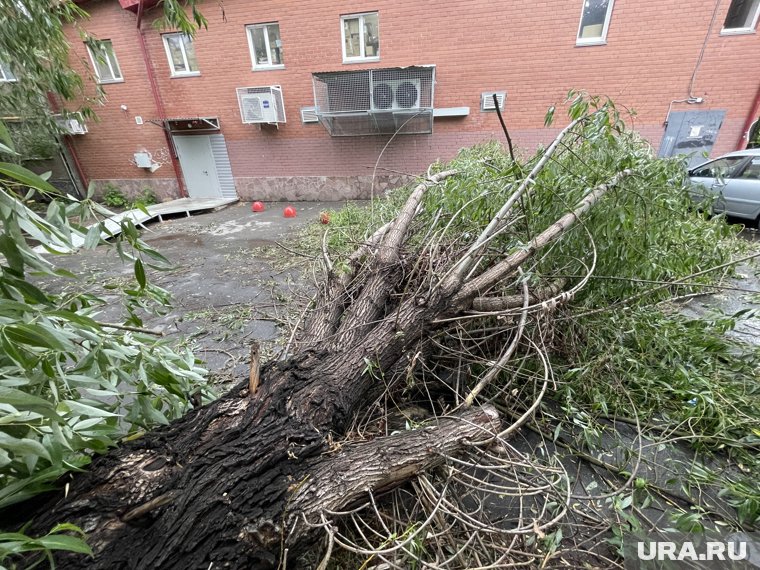 Дерево рухнуло на автомобильную парковку (архивное фото)