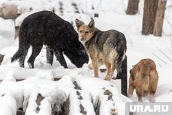 В Салехарде в районе ДНТ «Север» бегают стаи бездомных собак