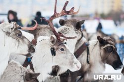 Передприятие Мальцева занимается переработкой оленины