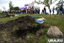 Деревья испортили спустя неделю после их посадки 