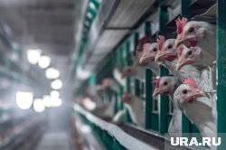 Проверка подтвердила качество продукции птицефабрики 