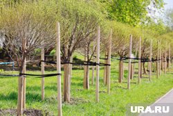 В Курганской области растение паразитирует на деревьях и кустарниках 