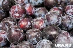 Что делать, чтобы слива пережила зиму