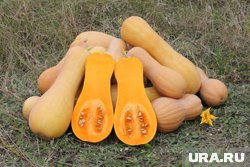 Мускатная тыква происходит из тропических приморских районов Центральной Америки и Мексики