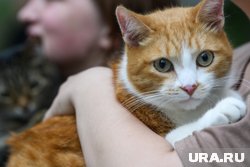 Семье в Суксуне удалось отыскать своих домашних любимцев (архивное фото)