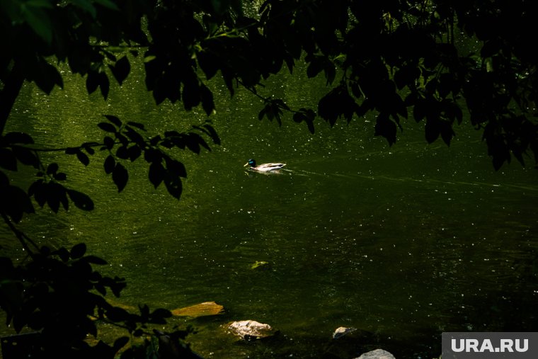 Кормление уток летом чревато для водоплавающих гибелью