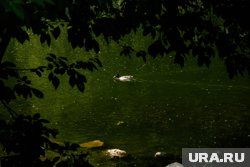 Кормление уток летом чревато для водоплавающих гибелью