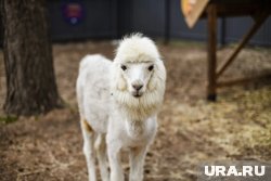 Парк альпак открылся в Тюмени недавно 