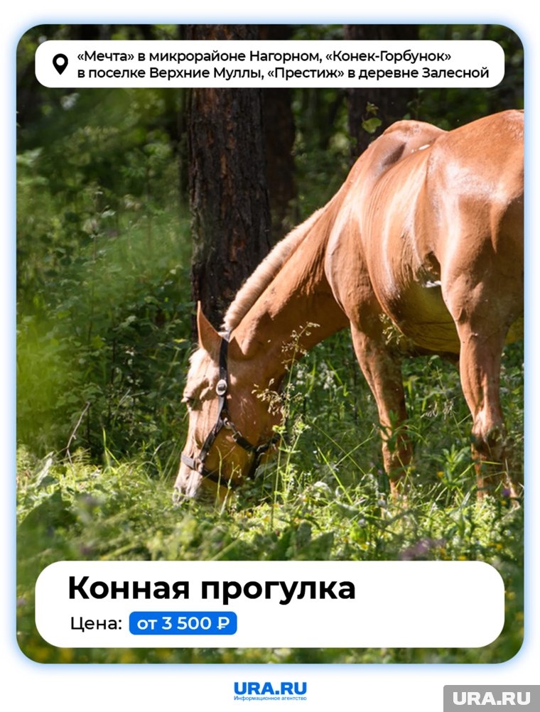 Во многих конно-спортивных клубах есть возможность организовать романтическую прогулку