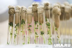 ГМО-деревья могут расти на 50% быстрее