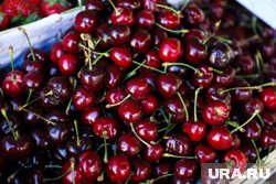 Девочки решили сорвать черешню с дерева, которое росло за двором частного дома