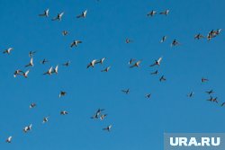 Птицы парили в небе словно живое облако
